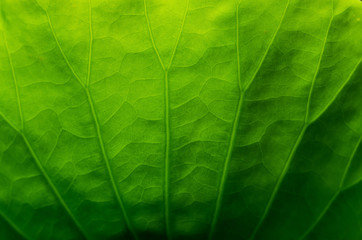 Naklejka na ściany i meble Green leaves background. Close up of green leaf texture.