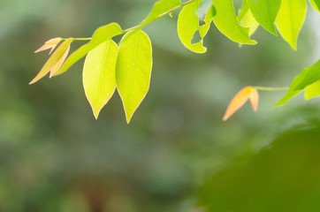 Abstract blur background. Green leaves with natural bokeh and blurred background.