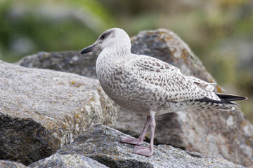 Young seagull on rocks  in Chausey island France