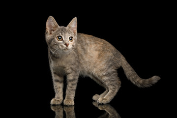 Cute Tortoise fur Kitten Standing and looks curious on Isolated Black Background