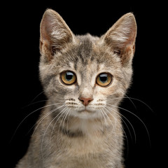 Portrait of Tortoise Fur Kitten Gazing with big eyes on Isolated Black Background