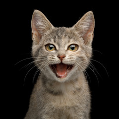 Fototapeta na wymiar Funny Portrait of Happy Kitten Stare with smile broadly on Isolated Black Background, front view