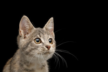 Fototapeta na wymiar Portrait of Tortoise Fur Kitten Stare with big eyes on Isolated Black Background, profile view