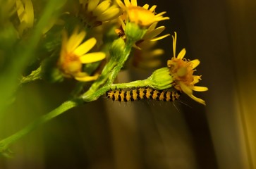 Jakobskrautbär, Blutbär, Karminbär (Tyria jacobaeae), Raupe auf Jakobs-Greiskraut,...