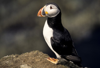 Macareux moine,.Fratercula arctica, Atlantic Puffin