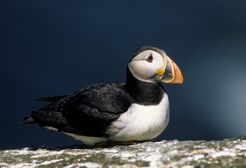 Macareux moine,.Fratercula arctica, Atlantic Puffin