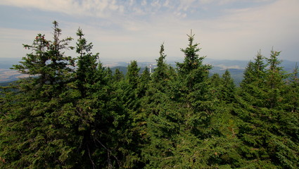 Obraz na płótnie Canvas Czubki drzew choinek w górskim lesie świerkowym, spacer w obłokach