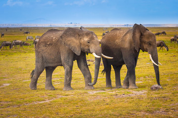 Obraz premium Kenya. Africa. Elephants go through the savannah. Safari in Africa. Elephants in Kenya. African elephants.