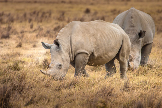 Rhinoceroses. Two Rhinoceroses eat grass. Kenya. Africa. Safari in Africa.