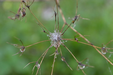 Dew