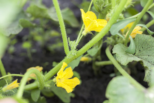 Cucumber Male Flowers