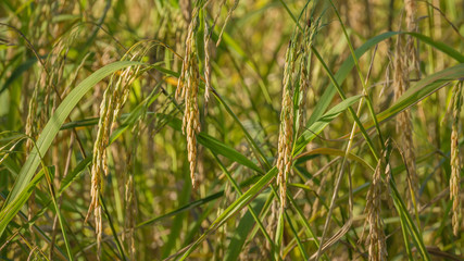 Spikelet of rice in the field