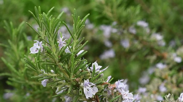 rosemary plant in a garden. close-up