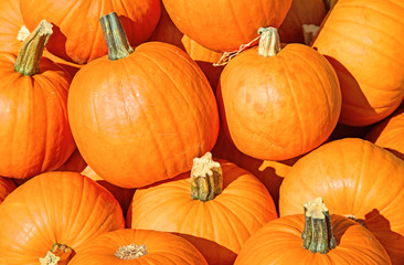 Colorful pumpkins
