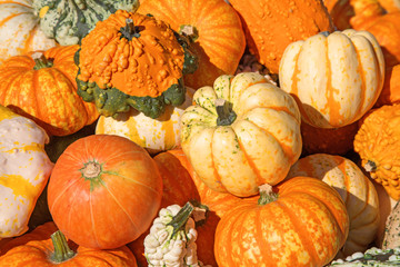 Colorful pumpkins