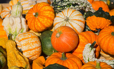 Colorful pumpkins