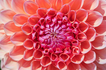 Dahlia flower