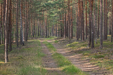 Leśna droga. © boguslavus