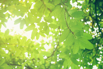 Fototapeta na wymiar Green leaf soft focus with closeup in nature view