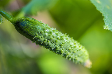 Young plant cucumber. Juicy fresh cucumber close-up macro on a background of leaves