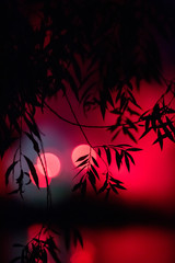 Fiesta del Serpent de Manlleu