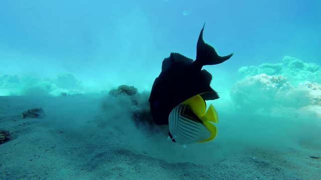 Odonus niger builds a nest. Blue-and-gold triggerfish. Pseudobalistes fuscus. Ocean. Underwater life in the ocean. Colorful corals and fish.
