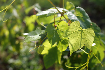 good weather for growth/ leaves of a young vine in the sunlight