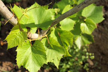 green shoots of the young plant/ the sprout of the vine stretches up the pedestal 