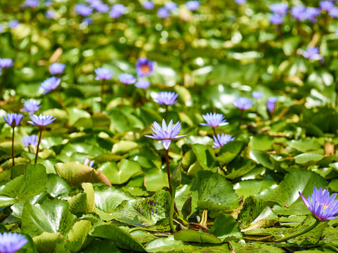 water plant lily at sunny day