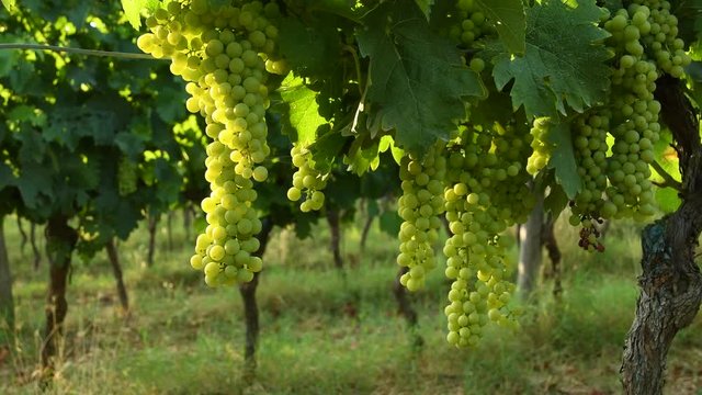 Bunches of white grapes in a Chianti vineyard on a sunny day. Tuscany, Italy
