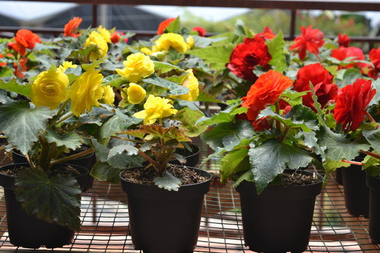 masetas materas flores amarillas rojas verde hojas cultivo vivero naturaleza vivo flowerpots flowerpots flowers yellow red green leaves cultivation nursery nature vivid
