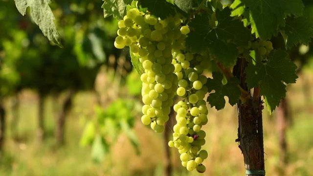 Bunches of white grapes in a Chianti vineyard on a sunny day. Tuscany, Italy.