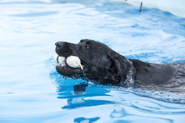 Dog retrieving a toy and playing in pool at splash challenge