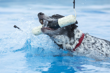 Naklejka premium Dog retrieving a toy and playing in pool at splash challenge