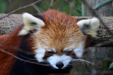 Obraz premium red panda looking down