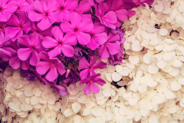Beautiful photo of lush bunch of small white flowers