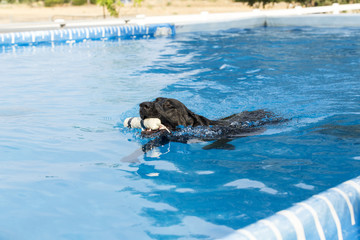 Obraz premium Dog retrieving a toy and playing in pool at splash challenge