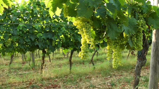 Bunches of white grapes in a Chianti vineyard on a sunny day. Tuscany, Italy.