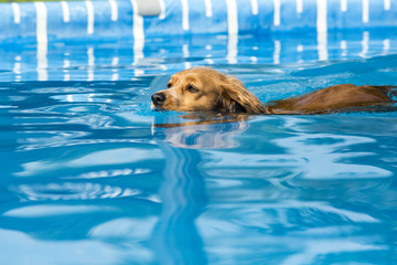 Dog retrieving a toy and playing in pool at splash challenge