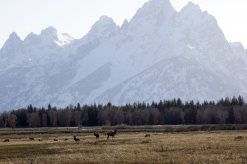Grand Teton National Park