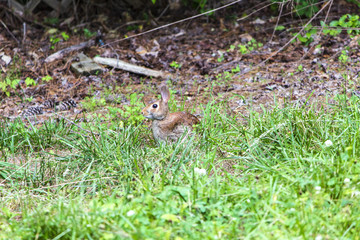 Yard Rabbit