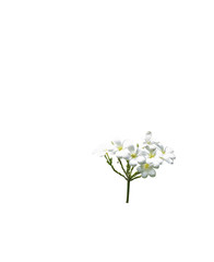 bouquet white plumeria with clip path