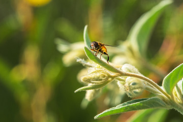 Hover Flie on Doveweed!