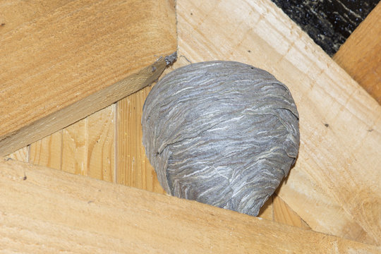 aspen nest under the roof