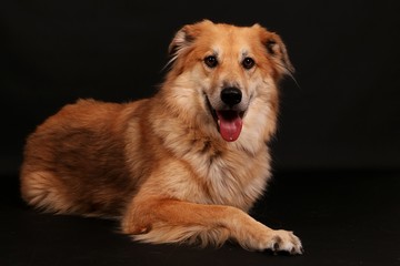 beautiful mixed shepherd dog portrait in the studio