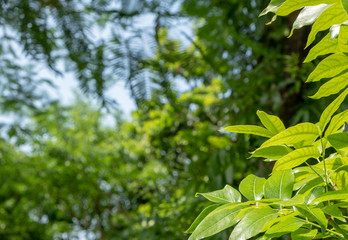 Fresh light green tree leave background