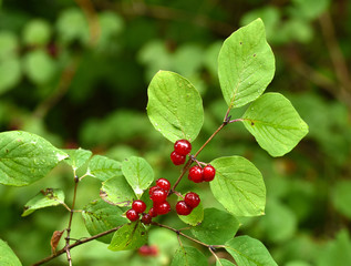 Rote Heckenkirsche, Lonicera xylosteum, Gewöhnliche Heckenkirsche,