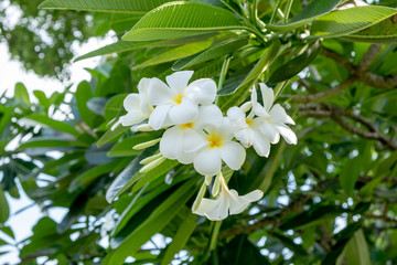 bouquet white plumeria