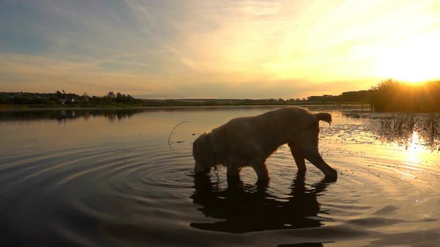 Central Asian Shepherd swims in a pond during sunset, slow motion