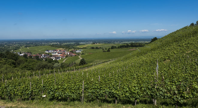 View over the Black Forest to the vineyards of the village Varnhalt near Baden Baden, Germany